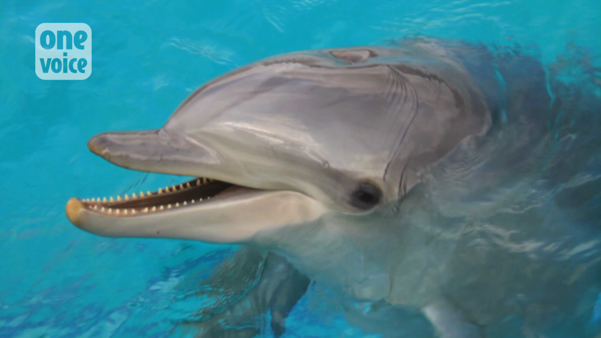 Dolphins die ... For justice system: Move on, there is nothing to see!