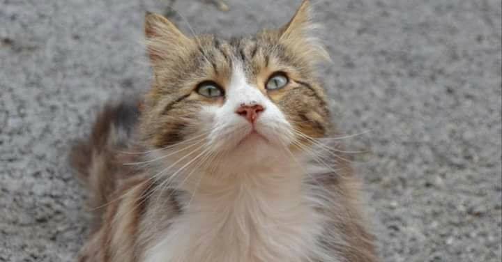 Procès pour le chat Chevelu : One Voice demande une peine exemplaire