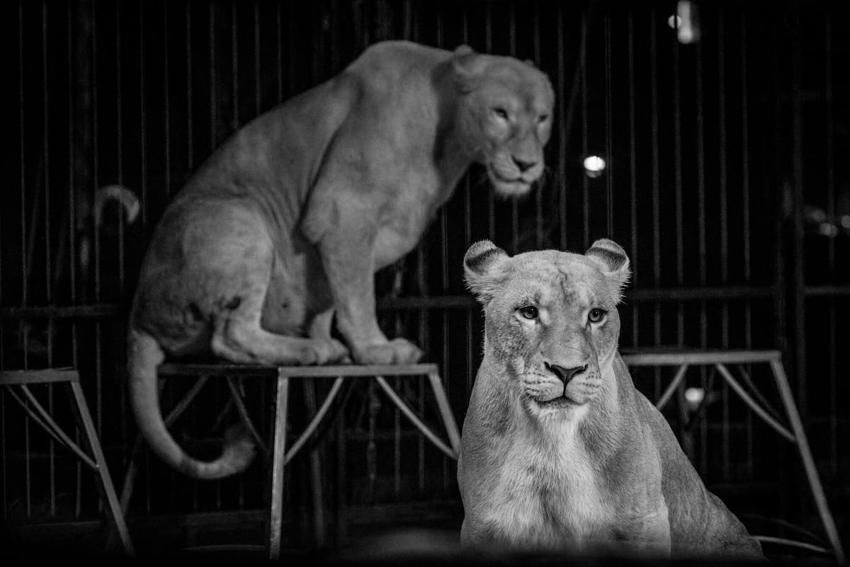 Wild animals in circuses, One Voice answers to the SNVEL
