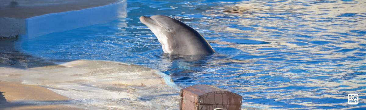 Open a dolphinarium: the strange idea of Beauval Zoo