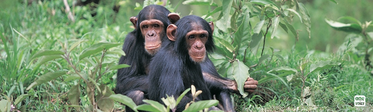 Have chimpanzees undergone illegal experimentation?