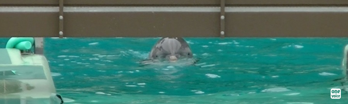 Lucille, exiled dolphin at Port-Saint-Père