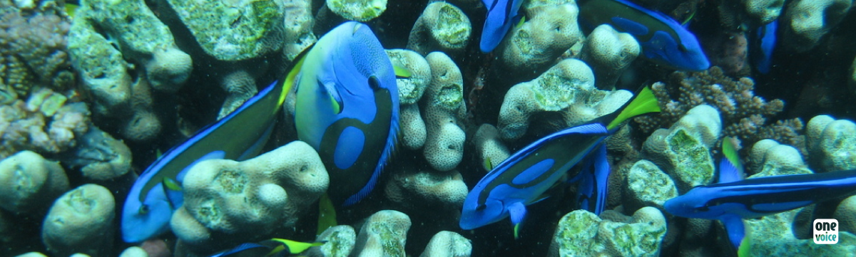 Dory: a message of freedom or the beginnings of a massacre?