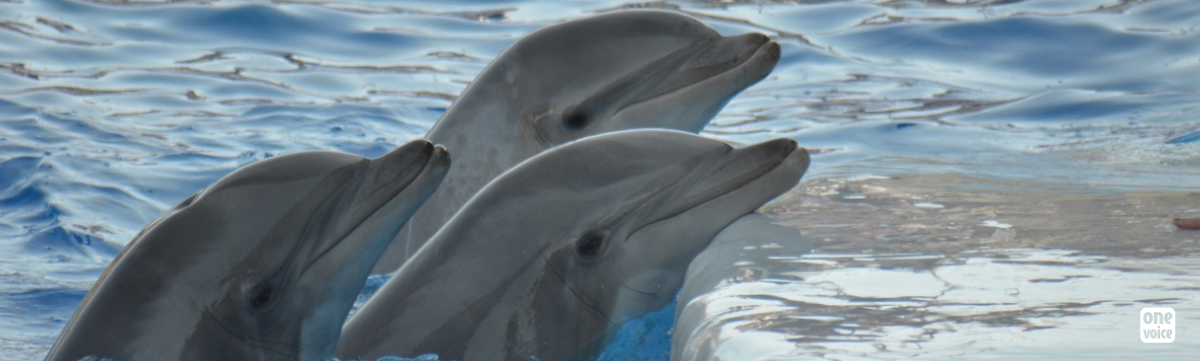 Farms for dolphins in France?