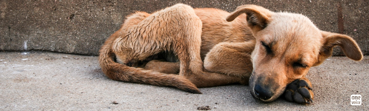 Les chiens errants de Sotchi : tués avec l’accord de la mairie