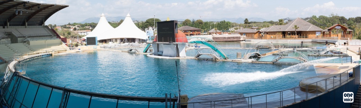 Dolphinarium decree: not passed as ‘discretely’ as intended