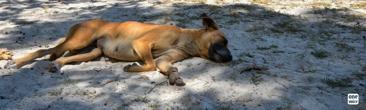 Stray dogs in Mauritius: mass euthanasia avoided