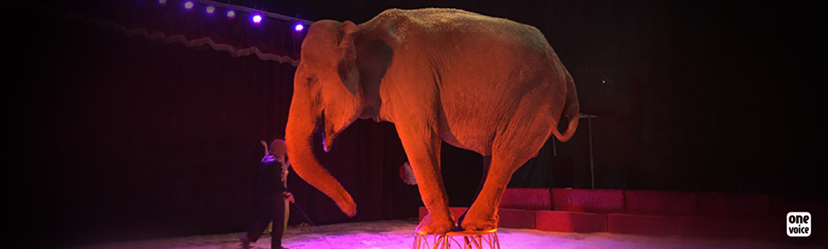 Maya : le cirque met One Voice en justice et refuse de donner la moindre preuve de vie
