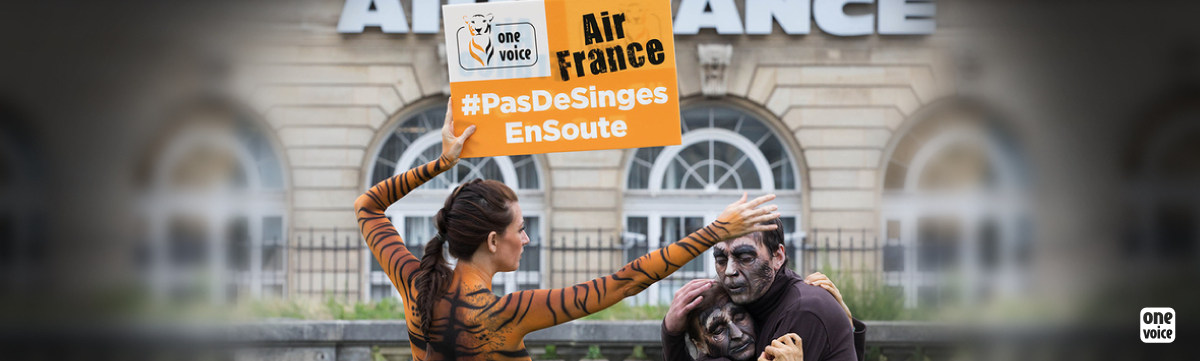 Air France : stop au fret de primates pour l’expérimentation animale ! 