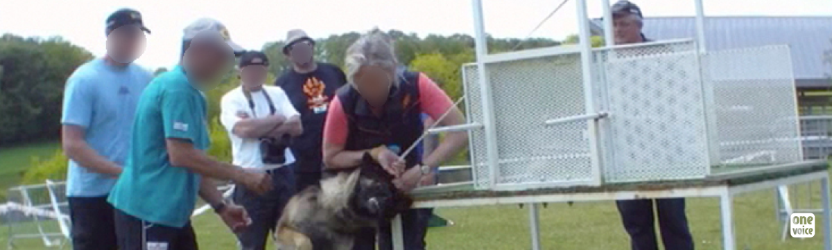Investigation: the violent training of so-called defence dogs