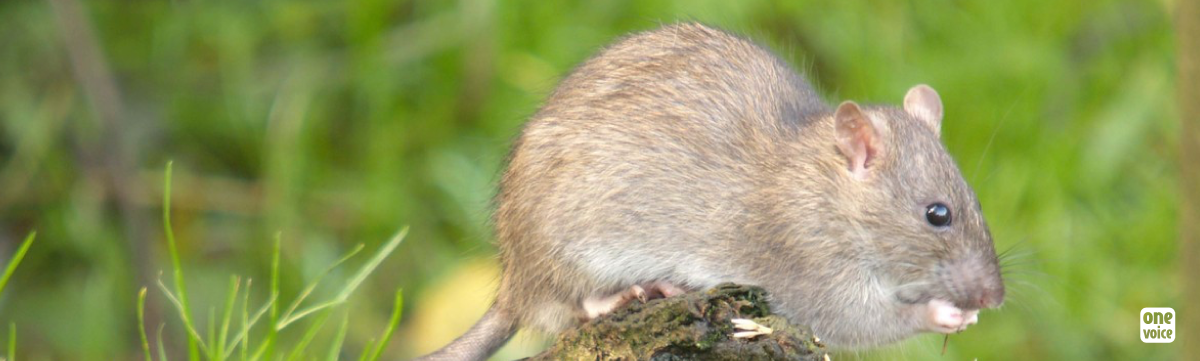 Non à l’expérimentation animale sur les rats de Paris