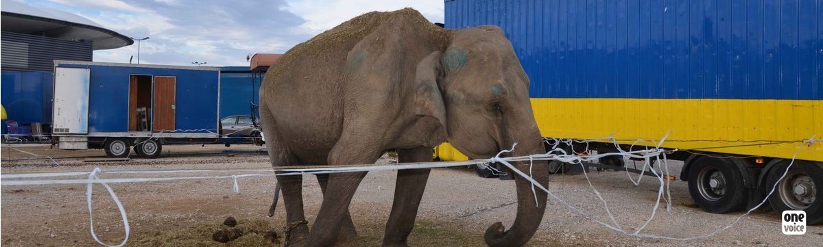 Rally for the elephant Maya: let us hear about her suffering!