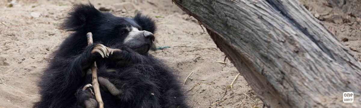 Happy Bear: The Indian sanctuary of One Voice