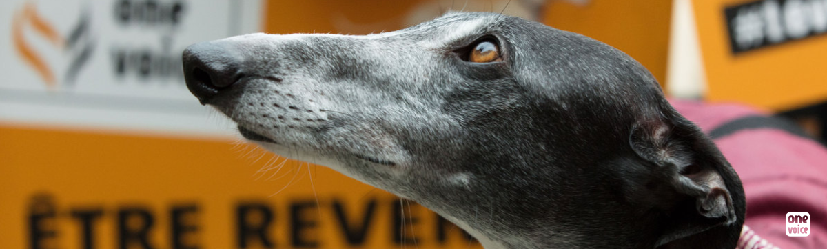 Back to our gathering against the terrible fate of English Greyhounds