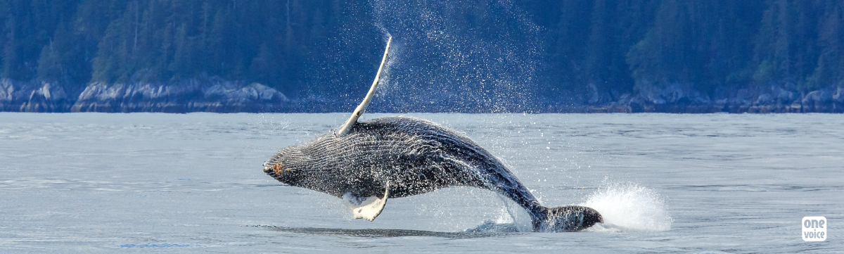 Le Japon veut tuer plus de baleines !
