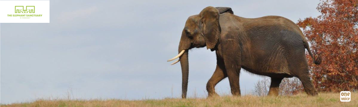 Nosey, the elephant finally free from the circus