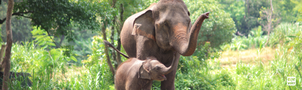 It's time to recognize the status of people and the rights of elephants