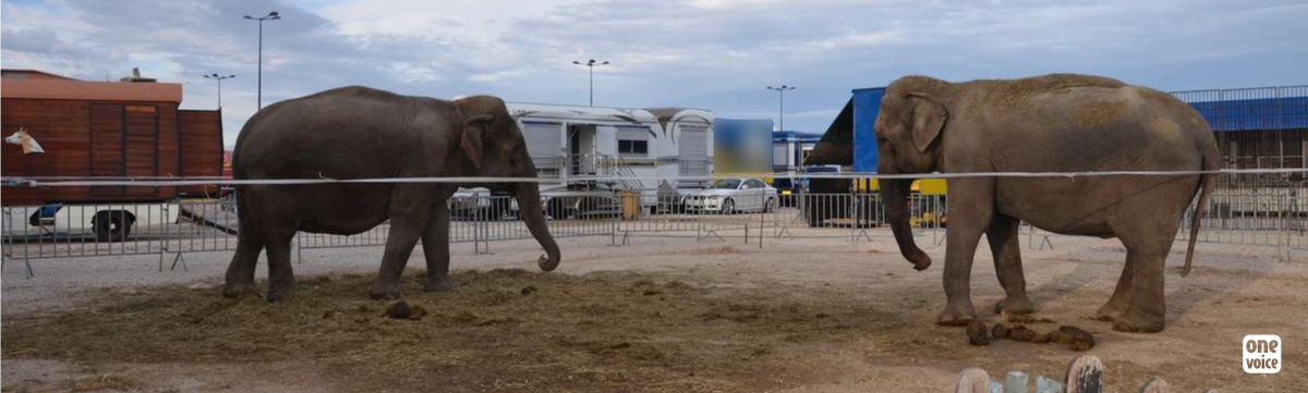 Nelly and Brigit, two other victims of the circus show industry