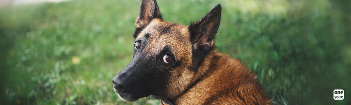 Maltraitances sur des chiens de sécurité : One Voice s’insurge