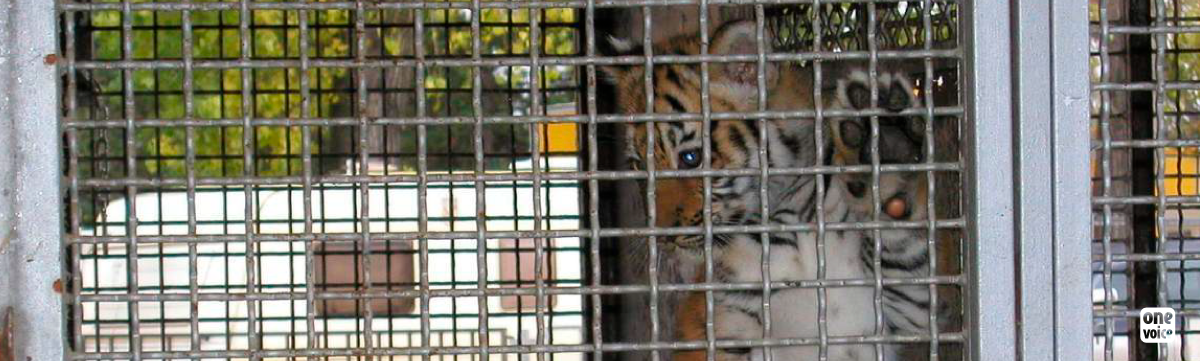 Tigre tué par balles en plein Paris : One Voice porte plainte et demande l’interdiction des animaux dans les cirques