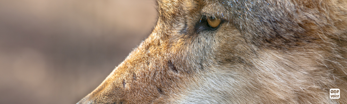 Savoie : 3 loups abattus illégalement