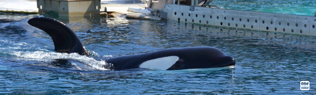 One Voice au conseil d'état face aux delphinariums, pour défendre les dauphins et orques en captivité