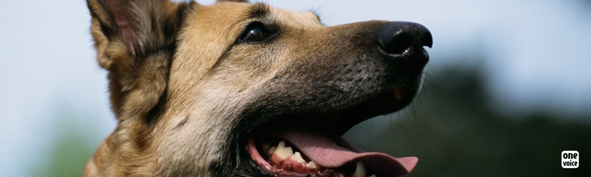 Dressage : One Voice répond à la Société Centrale Canine