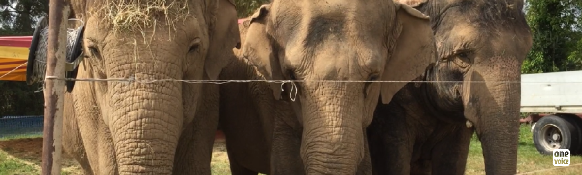 Cirques : One Voice demande la libération de trois éléphants