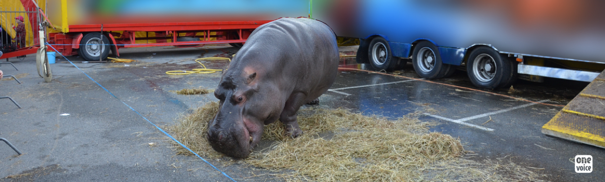 Liberté pour Jumbo, l’hippo prisonnier du cirque !