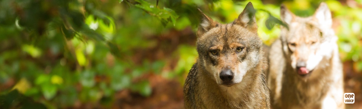 Drôme : la louve de Lus-la-Croix-Haute a été tuée illégalement