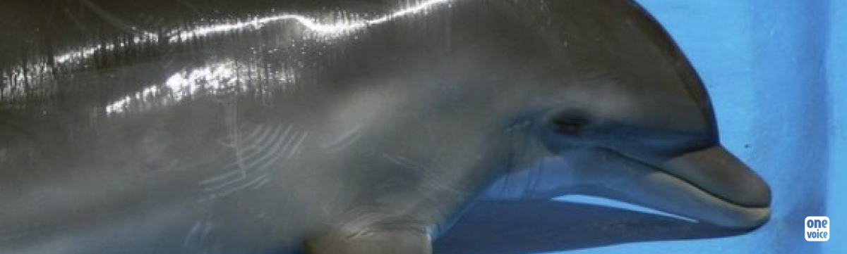 4 juillet 2012 : Journée Internationale pour les dauphins captifs