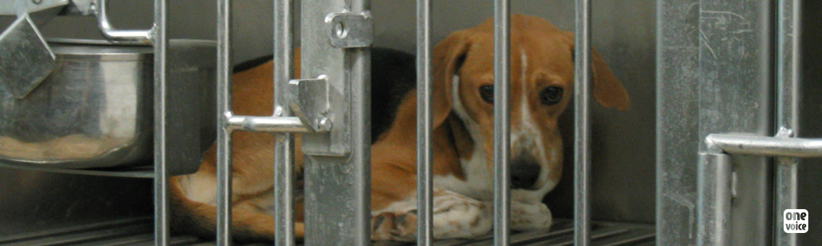 Again more and more dogs are being supplied to the labs ... Let's close down the breeding farm instead of enlarging it!