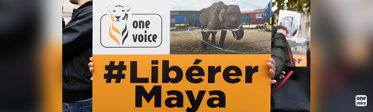 Maya kept on the road; it is with impunity that the circus does this