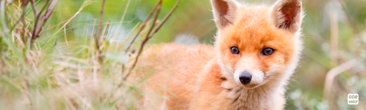 Two prefectures abandon night shootings of red foxes
