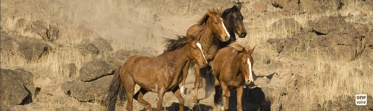 Les mustangs americains, derniers chevaux libres