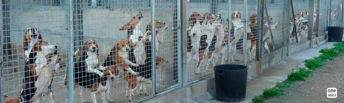 One Voice en action le 9 juin à Auxerre contre le plus gros élevage français de chiens pour les laboratoires