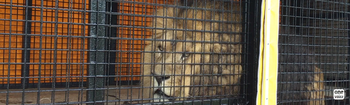 Help us get a lion called Sultan out of his prison!