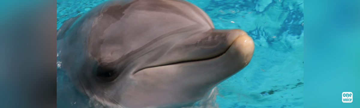 Scandal around the death of the dolphin Aïcko!