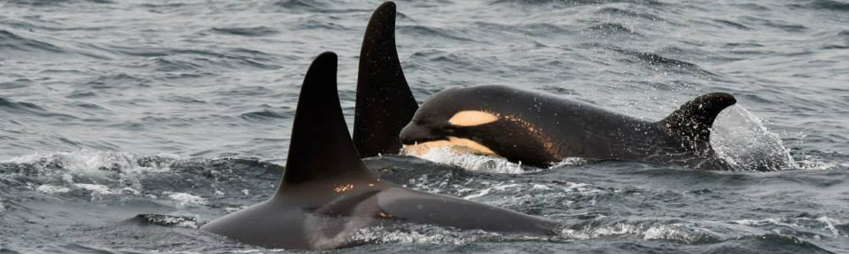 Emergency for Scarlet, the youngest orca of the clan J is dying from starvation!