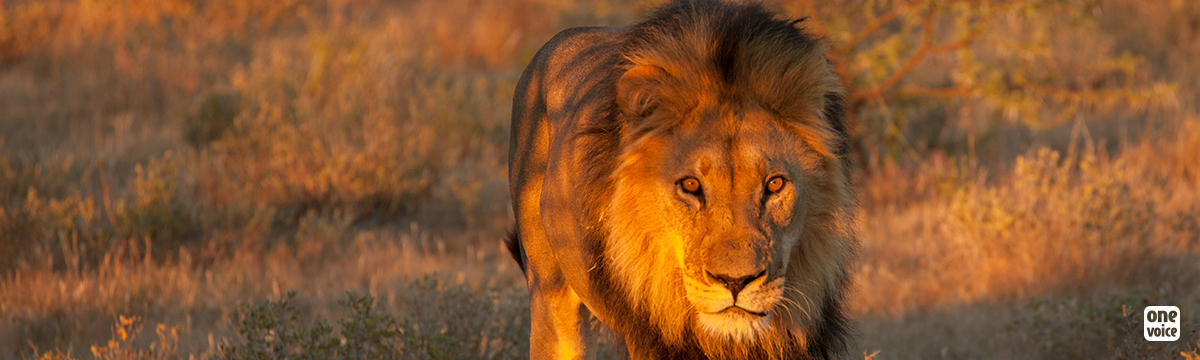 Les lions d'Afrique du Sud massacrés pour de la poudre de perlimpinpin