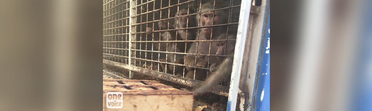 Cirque: des singes sans eau au milieu des détritus