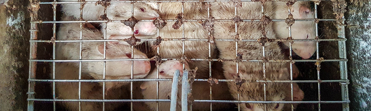 Latvia must renounce the murder of mink for their fur!