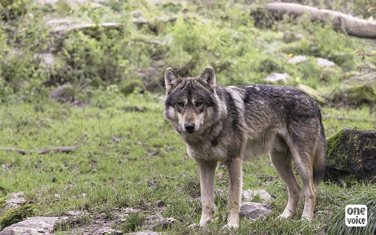 One Voice dénonce et attaque un arrêté préfectoral illégitime contre les loups