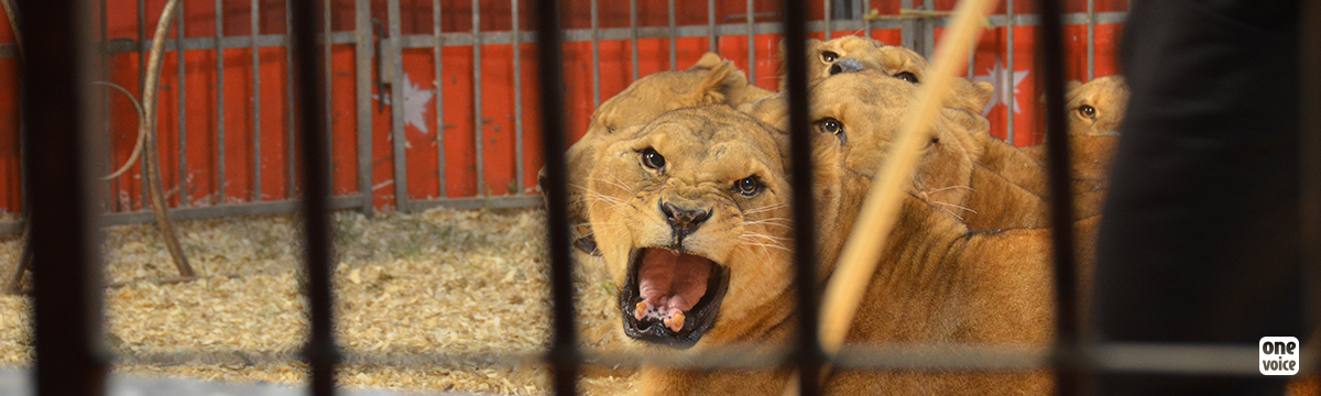 Des lionnes et des lions sous la coupe d’un roitelet hors de toute loi. #CirquesSansAnimaux