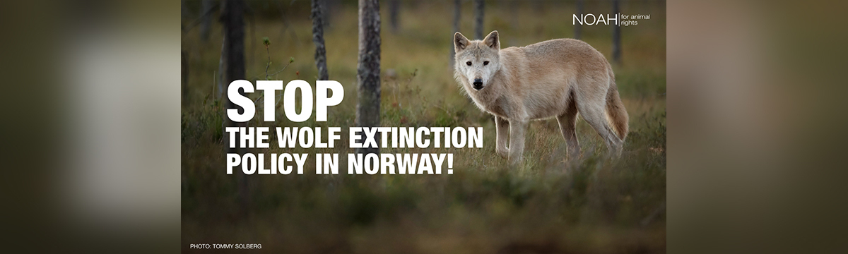 Emergency in Norway: a death sentence for half of the wolves!