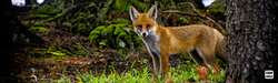 Justice has been made for foxes, a landmark decision