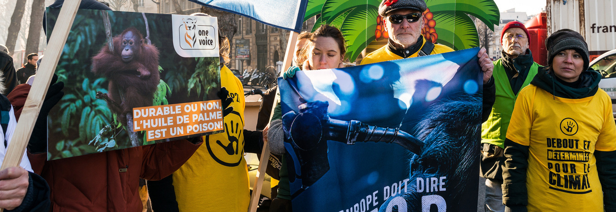 A unified mobilization from Paris to Rome to tell the EU to: STOP using palm oil in fuels!