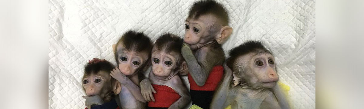 China clones’ monkeys so they can deprive them of sleep
