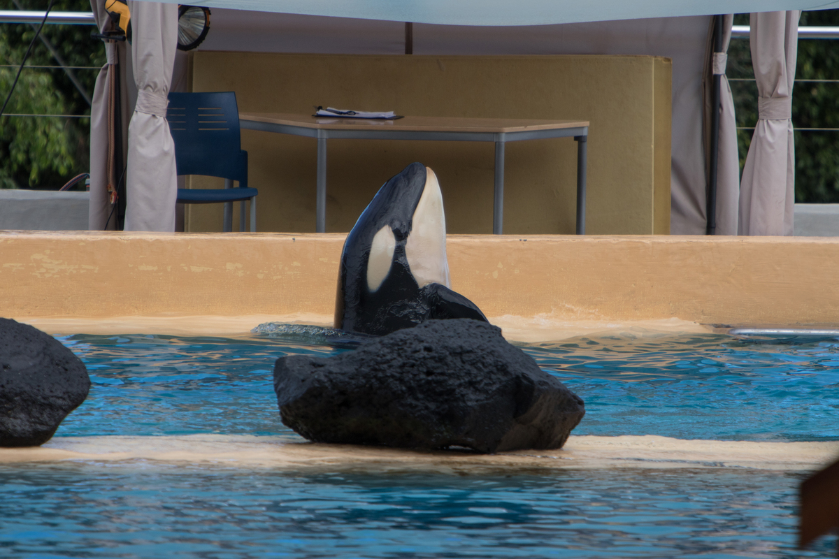 At Loro Park, Ula goes from bad to worse… and it’s the dolphinarium that says so