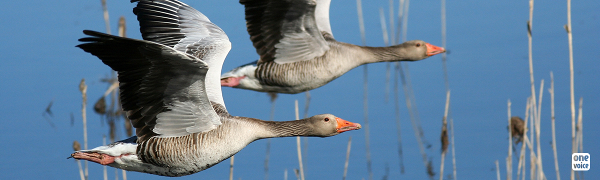 Hunting: what a sinister goose game!